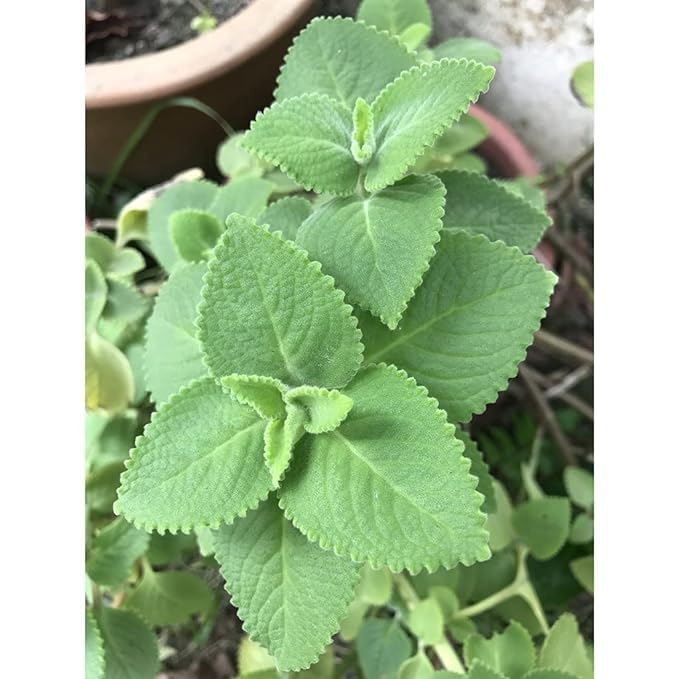 LIVE PLANT (SMALL, AJWAIN)