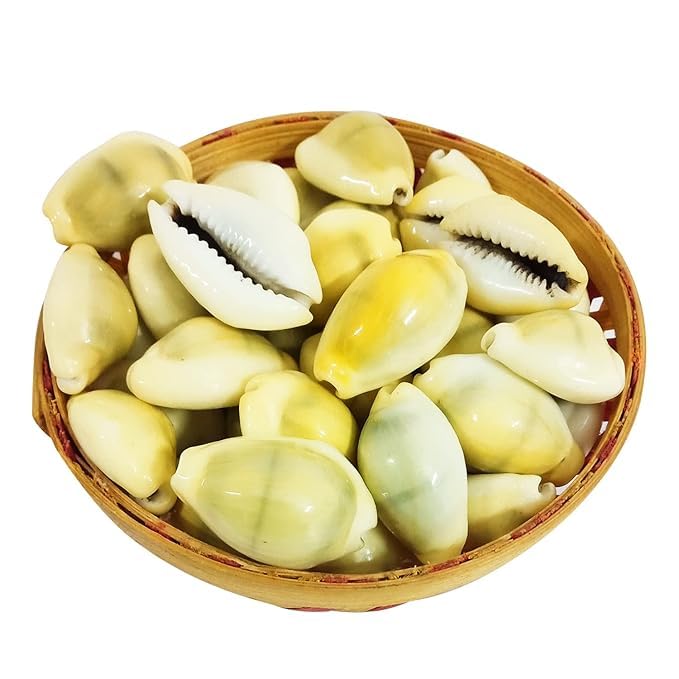Kavade Shells Laxmi and Diwali Pooja Article Kaudi Shells (Natural Yellow) - Set of ...