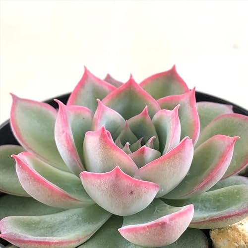 A skGPxA VGbg A GPxA 7.5cm|bg