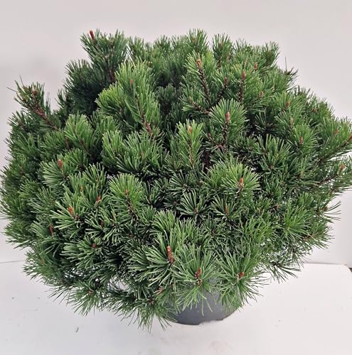 Bergkiefer, Pinus mugo var. mughus Krummholzkiefer 40-50 cm breit im 10 Liter Pflanzcontainer
