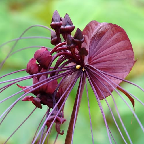 1 Black Tacca Plant Live in 6 Inch Pot - Black Bat Flower Houseplant Great for Indoor and Outdoor Gardening - Easy to Care - Thumbnail 5