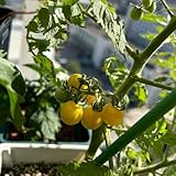 comprar semillas de tomate grosella, para camas elevadas tomate balcón jardín rocas resistentes verdes regalos sostenibles jardín del balcón 200pcs