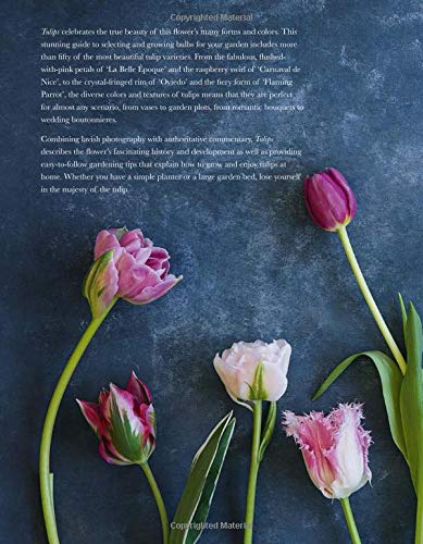 Tulips: Beautiful Varieties For Home And Garden #TOP1