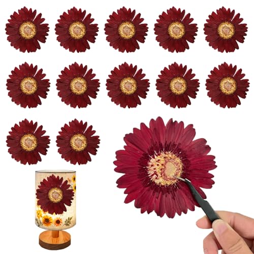 Flores secas naturales grandes para manualidades DIY miniatura 1