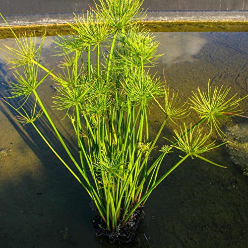 Chalily Dwarf Papyrus, a Great Live Pond Plant for Your Water Garden. Filters koi and Goldfish Ponds. Good for Bogs, Plant Shelf or Shallow Water This marginal Aquatic is a Real Beauty