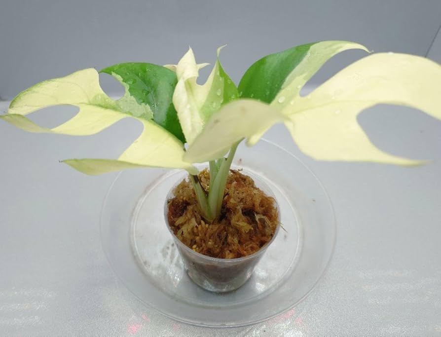 特選株 ラフィドフォラ テトラスペルマ パラゴン ヒメモンステラ斑入り 特選株 ラフィドフォラ テトラスペルマ パラゴン ヒメモンステラ斑入り