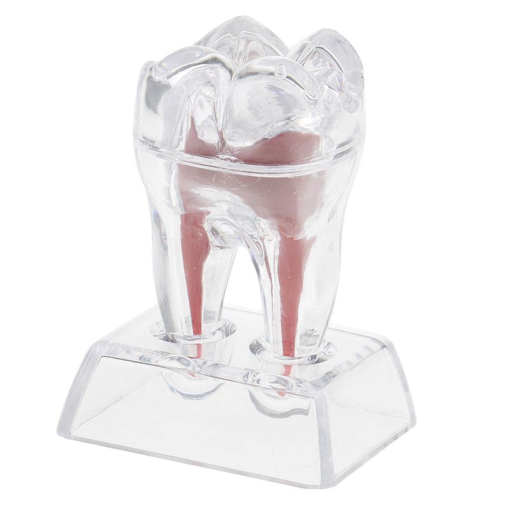 THE STYLE SUTRA Crystal Base Hard Plastic Teeth Tooth Molar Model for Study Teaching