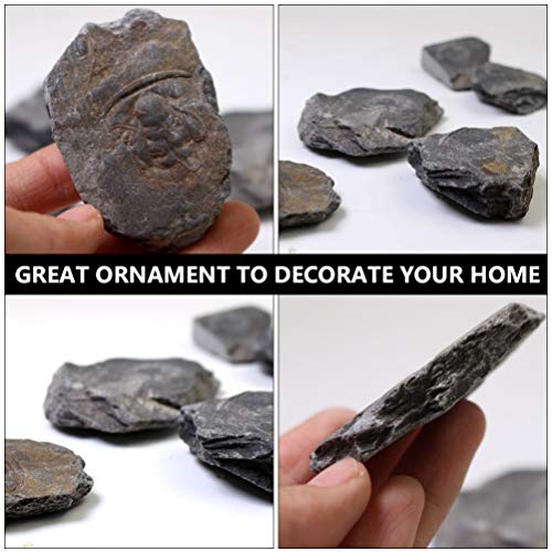 ULTECHNOVO Espécime Fóssil Trilobita Ornamento Decoração Parágrafos Paleontologia Entusiastas de Ens