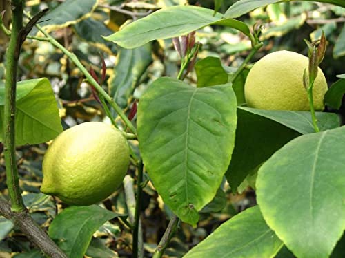 S-pone Non-GMO Lemon Tree Seeds #TOP29