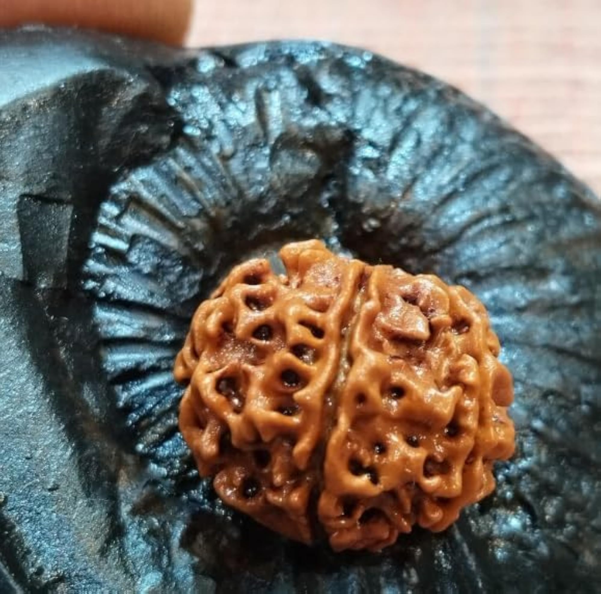 6 Mukhi Nepali Rudraksha Bead, Certified Quality
