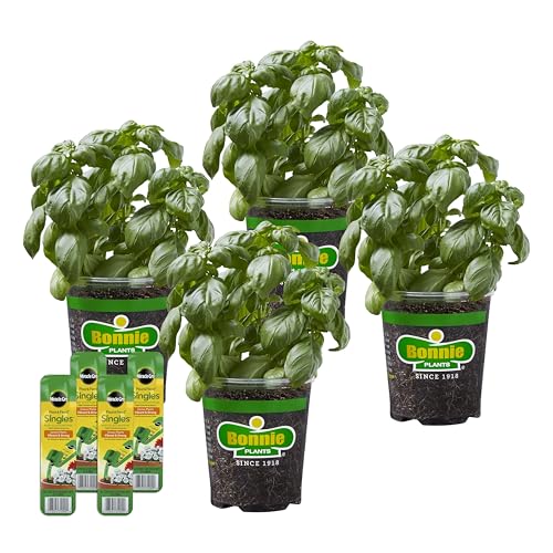 Bonnie Plants Sweet Basil Live Plants with Miracle-Gro Pour & Feed Singles Ready-to-Use Plant Food 4-Pack Great for Containers Raised Beds and In-Ground Gardens 19.3 oz.