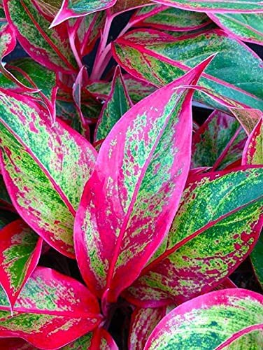 Red Lipstick Aglaonema Live Plant, With Pot (B0BW4S458W) Amazon Price History, Amazon Price Tracker