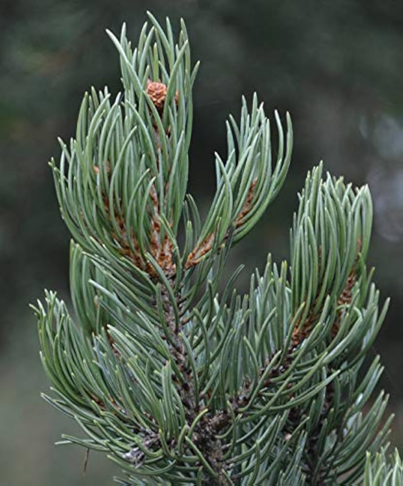 ピニョン松　5PM Amazon | 【松の種】マルチネスピニョンマツ＜ピニョン松＞ 種子