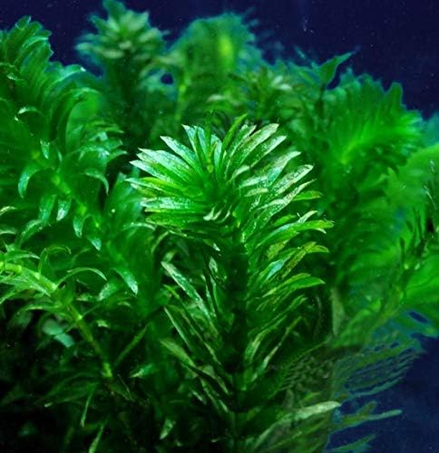 Pond Oxygenating Elodea Anacharis Bunch Plants - Imported and USDA Approved