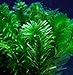 Pond Oxygenating Elodea Anacharis Bunch Plants - Imported and USDA Approved
