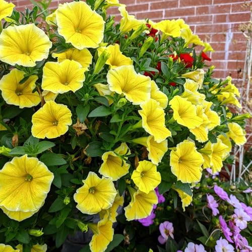 semi di petunia perenne, ombra di petunia sospese resistenti, decorazione per recinti biologici aiuola, decorazione balcone 200pcs