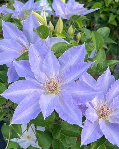 Perennial Farm Clematis Boulevard Tranquilite Hybrid Live Clematis Vine in 4 Quart Container Pale Lavender Blooms Compact Climber Long Blooming Ideal for Trellises Containers & Fences