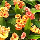 Yellow Crown of Thorns Cactus, Euphorbia Milii, 5 Inches Christ Thorns Plant, Succulent Houseplants