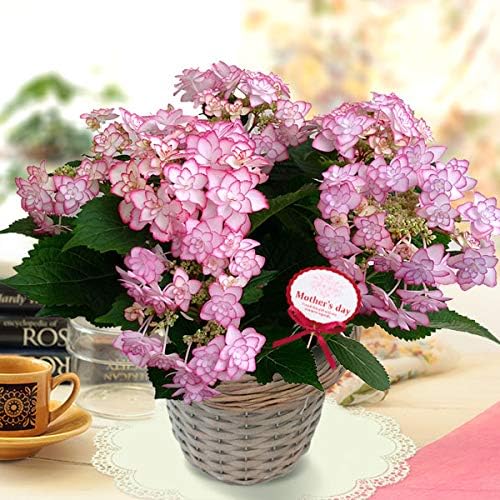 Amazon 19年母の日ギフト アジサイ ひな祭り ピンク 5号鉢植え 加茂セレクション 観葉植物 オンライン通販