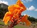 2 Tall Canna Lily - Orange Beauty - Bulbs/Roots/Rhizomes/Tubers/Plants