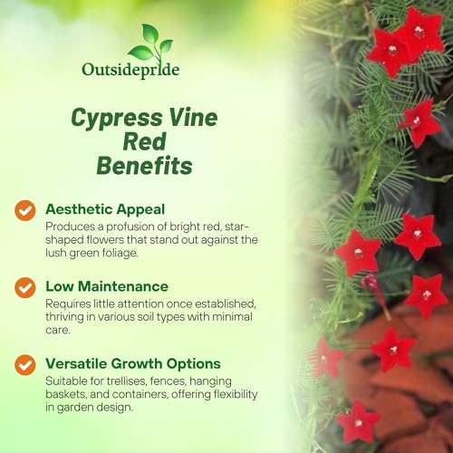 Image of Outsidepride Red Cypress Vine Seeds - 200 Pcs Annual Flower Seeds with Nectar-Rich, Star-Shaped Flowers & Feathery, Fern-Like Leaves for Fences, Trellises, Pergolas & Vertical Gardens (Pack of 3)