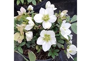 Hellebore Plants: Heralds of Winter Blooms