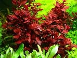 LUDWIGIA RED Mini - Aquatic pIants Super Price!