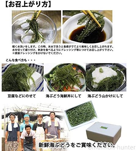 Amazon 純沖縄産 A品 朝摘み 生海ぶどう オジーの夢 500g 海月 海ぶどう 海藻類 通販