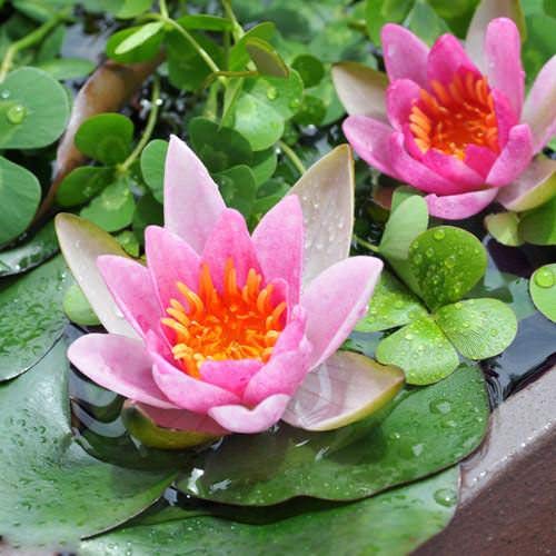 べーしーる様 姫睡蓮　水生植物　ポットのままお届けします Amazon.co.jp: （ビオトープ）睡蓮 姫睡蓮（ヒメスイレン） 赤（1