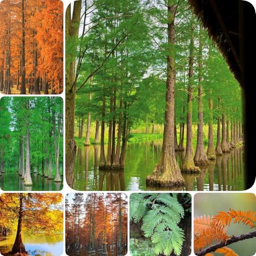 100 piezas Semillas de plantas de secuoya primitiva - plantas decorativas, bancal elevado secoya china, Semillas de árboles de plantas en macetas resistentes plantas de jardín de rocas,