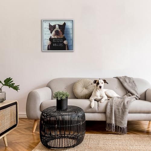 Image of Boston Terrier Mugshot Humor, 24 x 24 Inch Framed Giclee Print | Stupell Industries . By Lucia Heffernan . Ready to hang once unboxed . Great gift for dog lovers . Made in USA