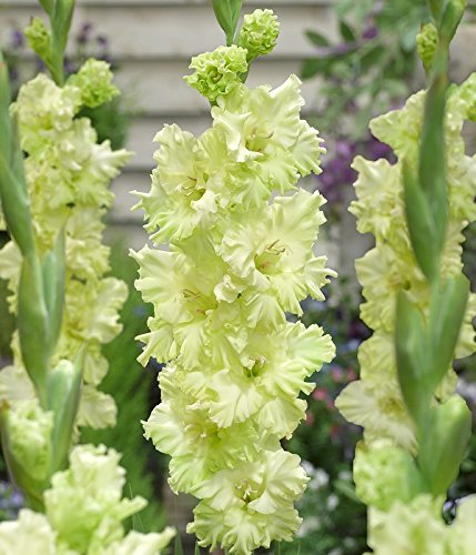 Gladiolus Flower Bulbs "Green Star"