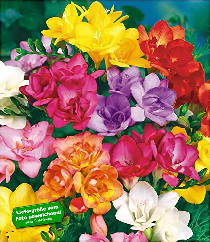 BALDUR Garten 25x Gefüllte Duft-Freesien, Zwiebeln mit Umfang 5-6 cm, enorme Leuchtkraft, Augenweide für Garten & Vase, himmlischer Duft der Blüten, ideale Schnittblume, mehrjährig, pflegeleicht