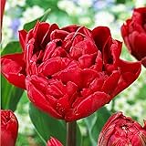 Los bulbos de tulipán, una flor fácil en cultivo, florece de marzo (NOTA, la oferta se aplica a bulbos de flores, no a plantas)
