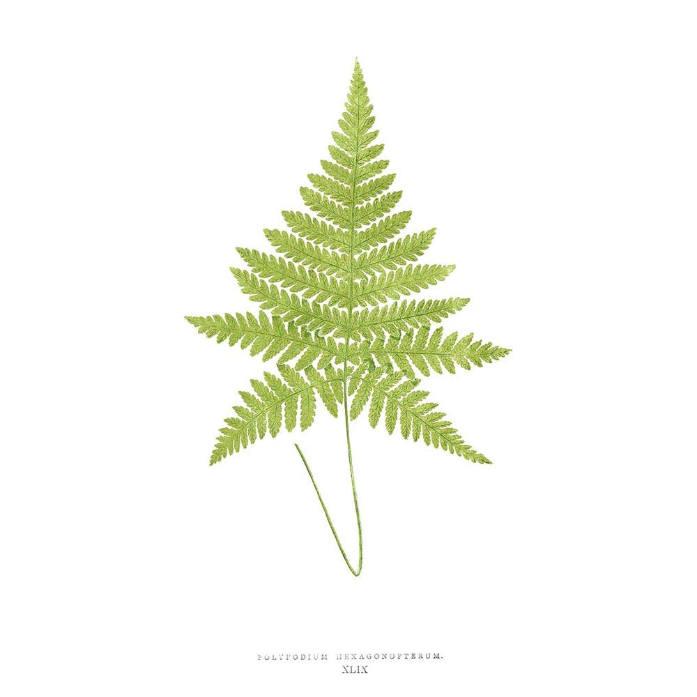 Wee Blue Coo Fern Polypodium Hexagonopterum Art Print Poster Wall Decor 12X16 Inch