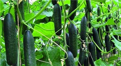Gurke, Marketer Samen, Bio, NON-GMO, 200 Samen pro Packung : Seeds Only