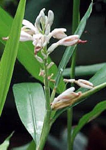 TROPICA - Cardamom (Elettaria cardamomum) - 30 Seeds - Herbs