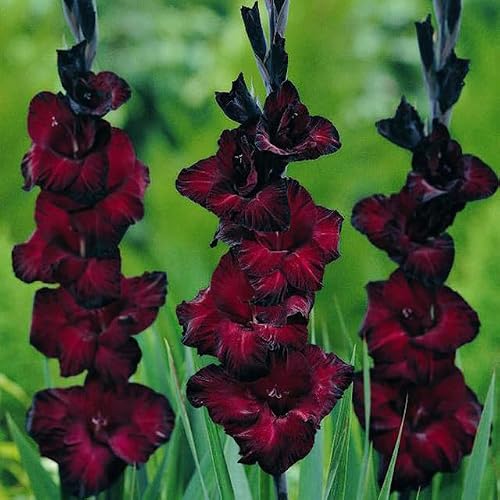 Image of Gladioli Back Star 8/10 Black Red Burgundy Summer Flowering Garden Bulbs Corms (10)