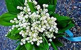3 Plump Lily of the Valley Plants