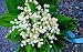 3 Plump Lily of the Valley Plants