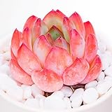 Echeveria Strawberry Almond Rare Live Succulent Plants, Mini Pink 1 Head 2' Live Plant, Package Without Pot Soil, Garden Indoor Office Desk Wedding Party Baby Shower Decoration Friend Plant Lover Gift