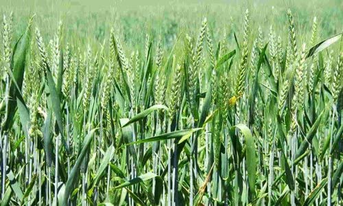 Sampada Agritech | Brown Wheat Seeds | Hi 8759 (Puja Tejas) Wheat Seeds for Sowing, Farming & Agriculture | 10 KG 1