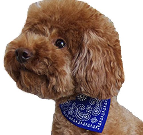 See full amazon price history chart for Futaba Pet Neck scarf - Blue Futaba Pet Neck scarf - Blue (B019S1NE1S) Amazon Price History, Amazon Price Tracker