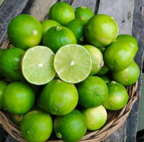 Image of Seedless Lemon Plantsapling Dwarf Special Variety All Season Hybrid Pati Nimboo /Nimbu /Lemon Plant (One Healthy Live Nimbu Plant Height 1.5-2 ft) Pack Of 1,CF L97