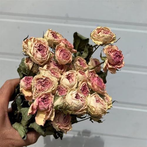 Bouquet de fleurs séchées naturelles, bouquet de roses séchées à plusieurs têtes, roses séchées avec tiges, environ 45 cm/18 pouces, sélection faite à la main, transmettant l'amour, conservation durab
