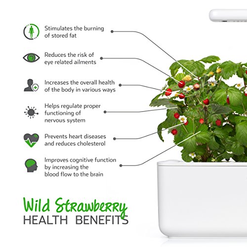 Click & Grow Substratkapsel Wilde Erdbeere, Nachfüllpackung für Smart Garden, 3er-Set