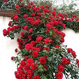 Gurveplantationi Rare Live Climbing Rose Creeping Wild Rambling Ornamental Trellis Blooms Vining Fragrant Trailing Flower Plant (Climbing Plant, Red)