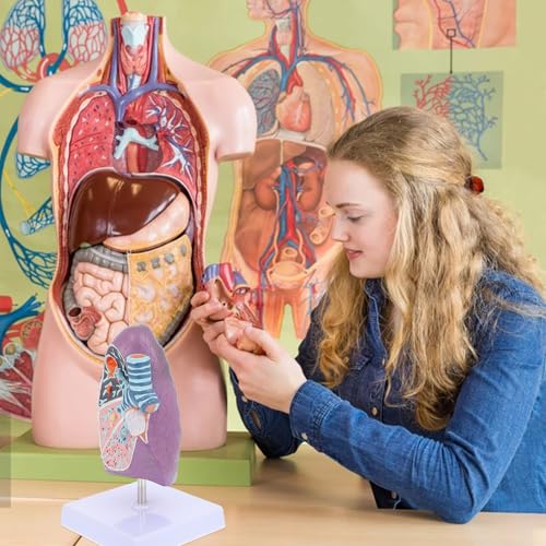 Modèle pulmonaire pathologique réaliste en plastique pour anatomie - 6
