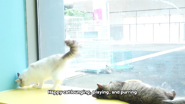 Cat Calming Diffuser Kit (1 Diffuser + 1 Refill, 48ml) – 30 Day Supply – Cat Pheromones Diffuser for Multi-Cat Conflict, Urine Marking & Scratching Pheromone Diffuser for Stress & Tension Relief - image 8