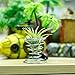 BELLARMOR Air Plant Holder - 24 Pieces Air Plants Stand Containers Tillandsia Holder for Tabletop and Window Decorations (M)